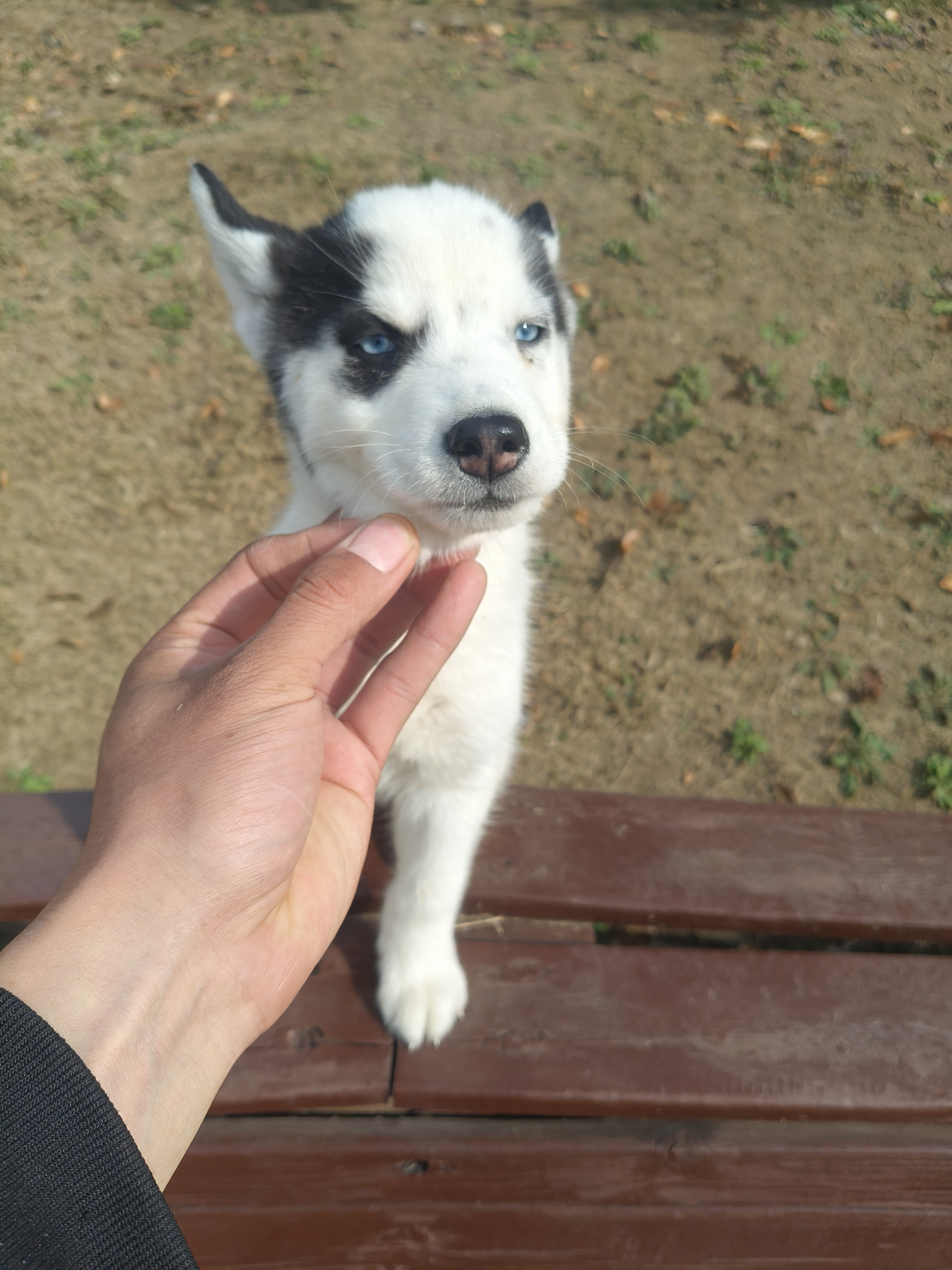 地中海🐄哈士奇